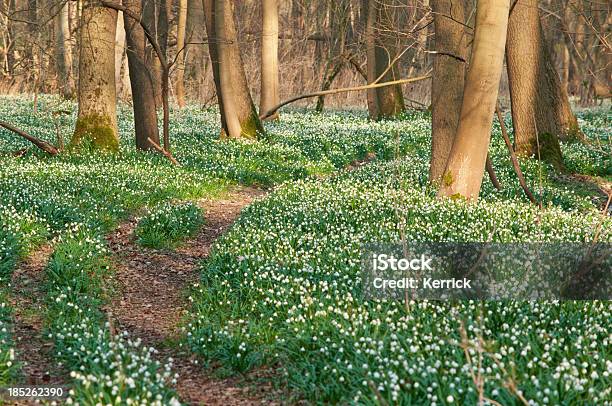 Foto de Milhões De Primavera De Neve Em Uma Floresta e mais fotos de stock de Aldeia - Aldeia, Alemanha, Beleza natural - Natureza
