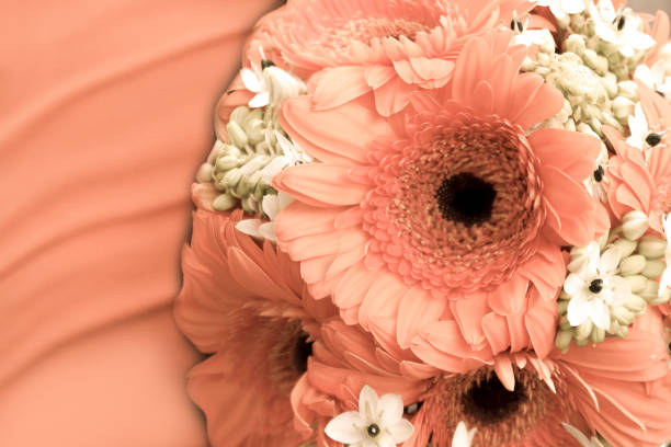 gerberas in the color peach fuzz or apricot crush, shade of peach - the color of the year for next 2024 according to pantone, close-up in a bouquet - bouquet tulip greeting card gerbera daisy imagens e fotografias de stock