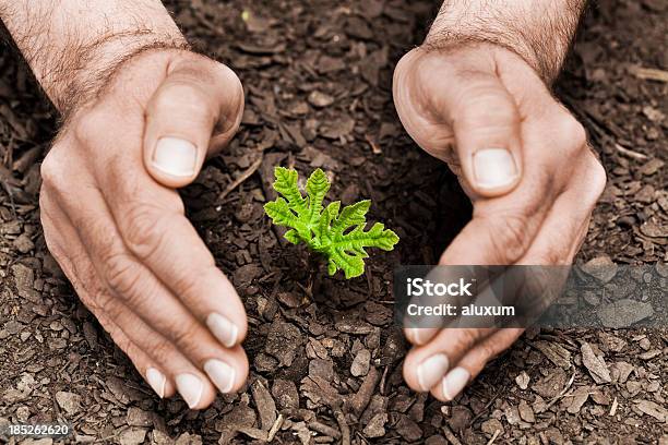 Foto de Proteção Da Natureza e mais fotos de stock de Plantar - Plantar, Adulto, Agricultor