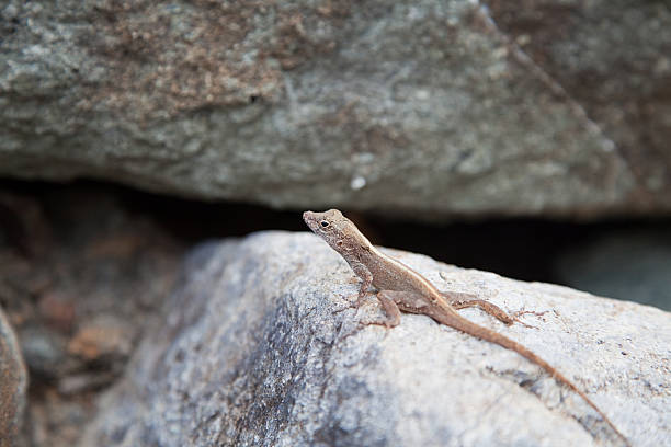 istock Camouflaged brown reptile amongst large rocks Virgin Islands 185262663