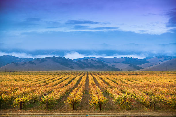 uva su un'azienda vinicola vite - vineyard napa valley field in a row foto e immagini stock