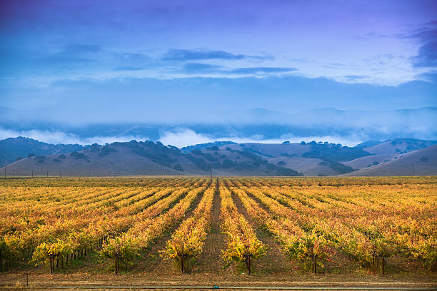 uvas videira em um estabelecimento vinícola - vineyard in a row crop california imagens e fotografias de stock