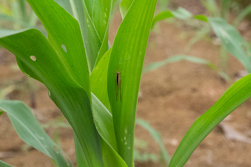 closeup of grasshopper at corn leaf