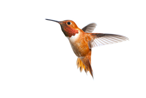 Male Rufous Hummingbird - White Background isolated