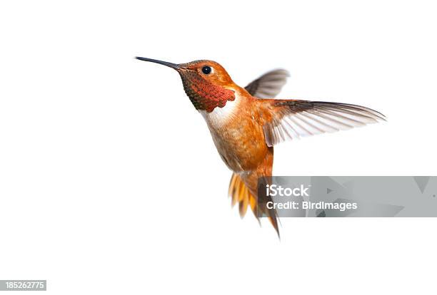 Rufous Hummingbird Male White Background Stock Photo - Download Image Now - Bird, Hummingbird, Cut Out