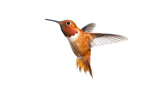 rufous hummingbird mężczyzna-białe tło - floating bird zdjęcia i obrazy z banku zdjęć