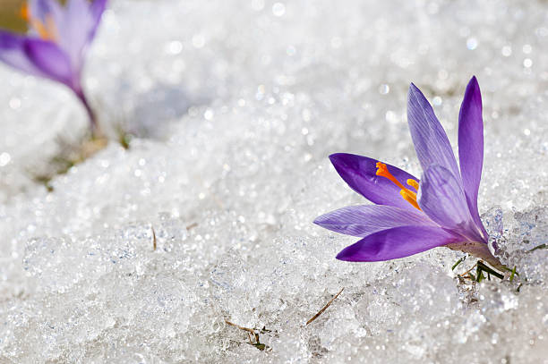 istock Two Early Spring Crocuses in Thawing Snow and Ice 185262811