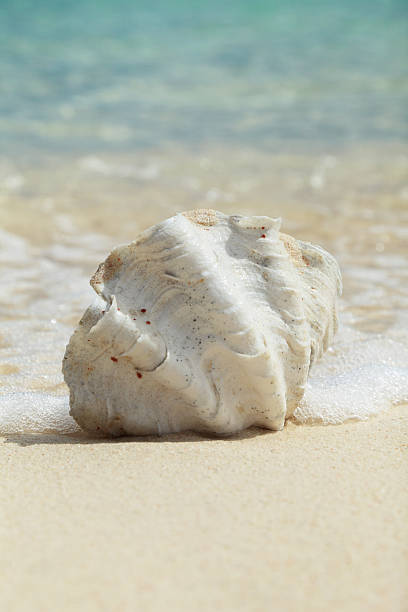 istock Beautiful oyster on the beach 185262854