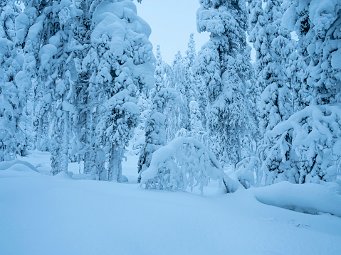 Winter forest with snow on fir trees in Lapland, Finland.