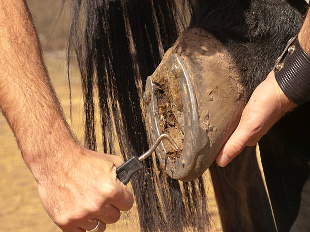 istock Cleaning horse shoes 185262937