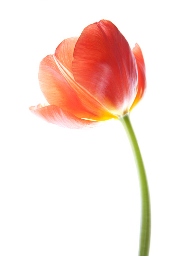 red tulip on white
