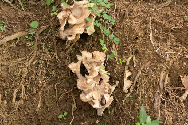 istock Meripilus sumstinei fungi 1852630829