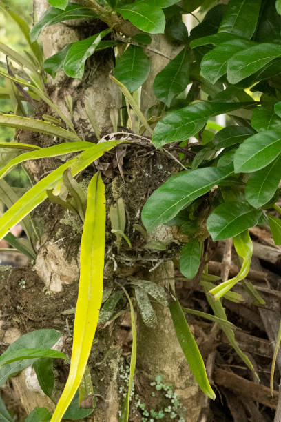 istock Pyrrosia serpens plant 1852630836