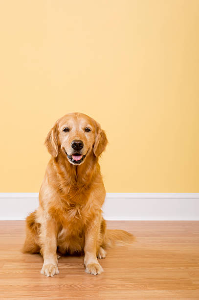 istock Golden Retriever Sitting 185263240
