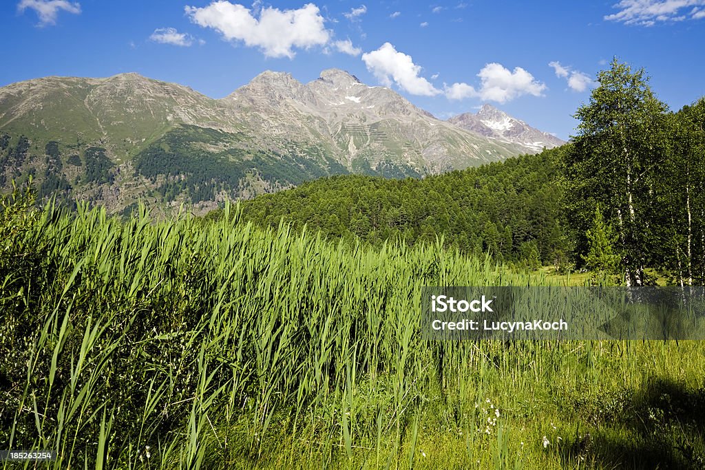 Verão na montanha - Foto de stock de Alpes europeus royalty-free
