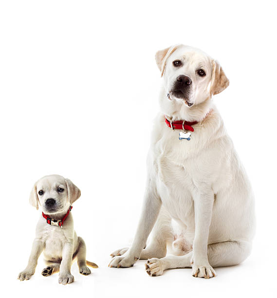 Labrador Retriever adult and puppy The same yellow Labrador Retriever at 9 weeks of age and full grown at one year. Compilation. Isolated on white. yellow labrador stock pictures, royalty-free photos & images