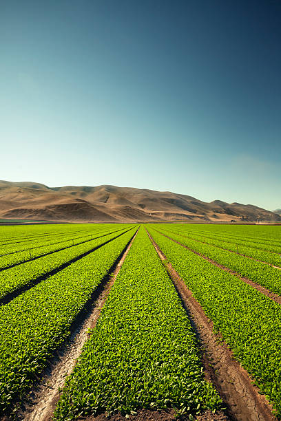 урожай grow на плодородной сельскохозяйственных земель - salinas стоковые фото и изображения