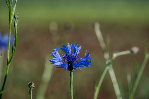 Cornflowers (Cyanus segetum) with transluscent blue Petals in the evening Sunlight close up, known as bachelor's button, flowering and Buds on a meadow