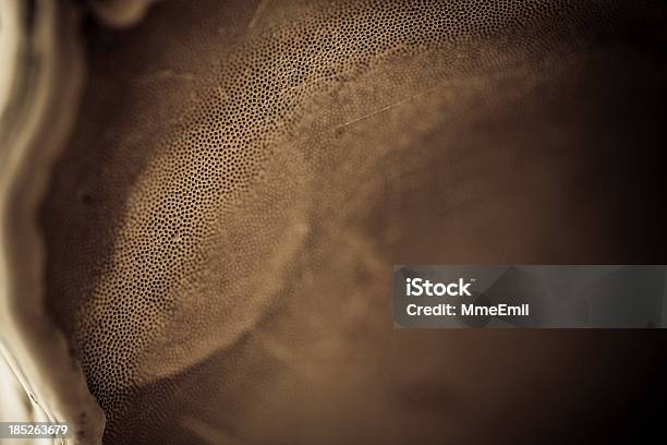 Mushroom Stock Photo - Download Image Now - Animal Wildlife, Backgrounds, Close-up