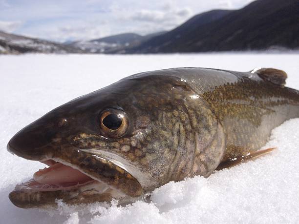 Lake Trout On Ice stock photo