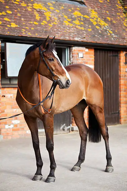 "Top class, National Hunt steeplechaser, Kauto Star, being paraded at trainer Paul Nicholls stables in Ditcheat, England in Feb 2012.  Perhaps the greatest steeplechaser, ever. With 16 Grade 1 wins, a record breaking 5 King George wins and 2 Cheltenham Gold Cup wins, his record is phenomenal."