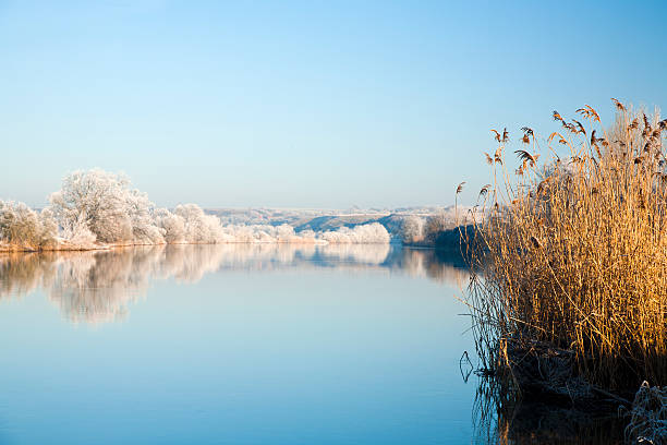 istock Reed by River in Frozen Winter Landscape 185263742