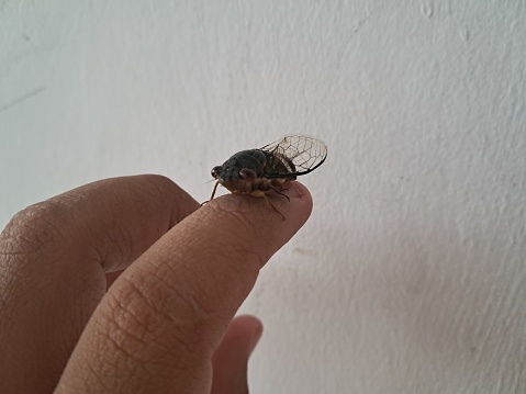 The cicadas (cicadiae) on a human finger