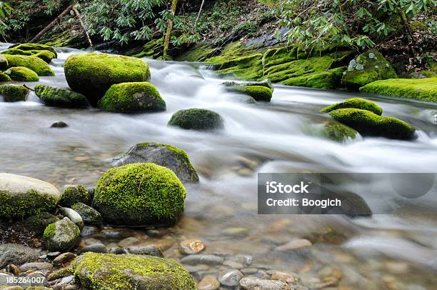 Tennessee Rapids - Fotografias de stock e mais imagens de Beleza natural - Beleza natural, Cena de tranquilidade, Cor verde