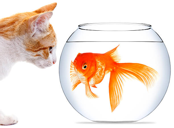 istock White & ginger kitten looking at a goldfish in a bowl 185264032