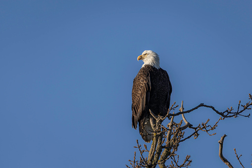 Bold Eagle sitting on a tree branch during winter day. Squamish, British Columbia, Canada.