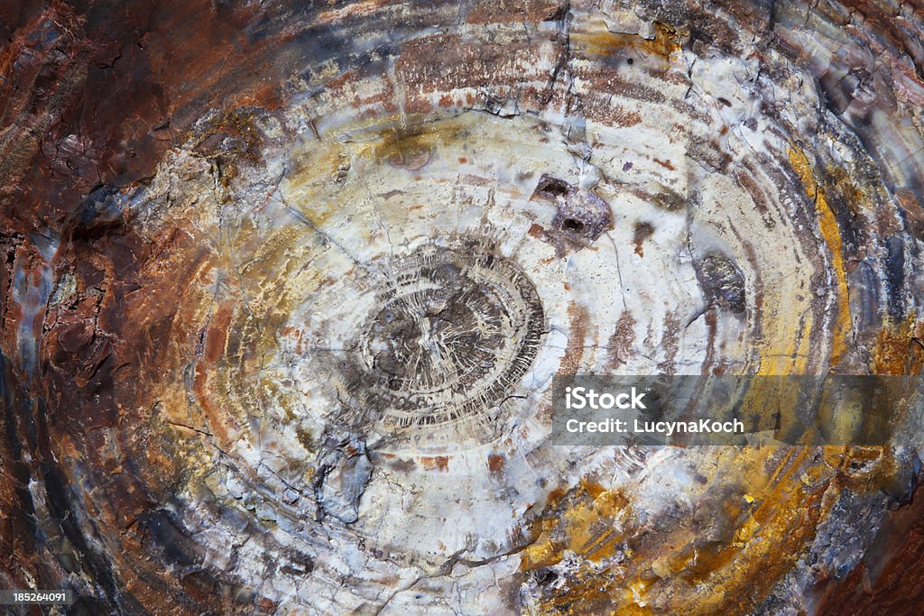 Versteinertes Holz Fossil - Lizenzfrei Alt Stock-Foto