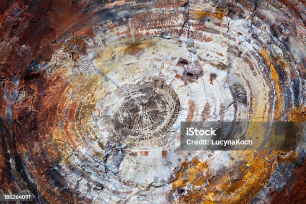 Versteinertes Holz Fossil Stockfoto und mehr Bilder von Alt - Alt, Arizona, Bildhintergrund