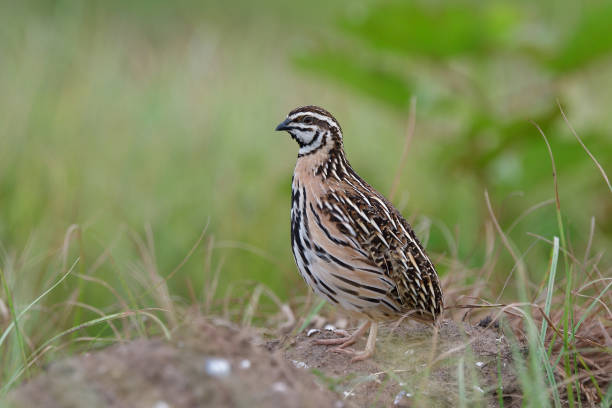 istock rain or black-breasted quail standing on ground surounded by grass as its habitation 1852641369