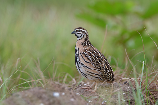 male of rain or black-breasted quail standing on ground surounded by grass as its habitation