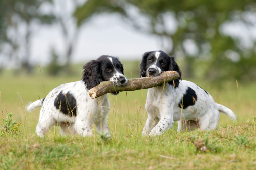 two cute puppies carrying a large stick