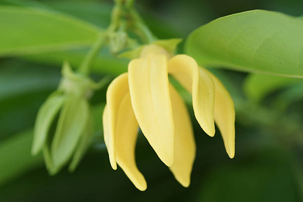 Ylang Flowers Artabotrys Siamensis, Thai Flower (Gadung Nga) "Ylang Flowers Artabotrys Siamensis, Thai Flower (Gadung Nga)" siamensis stock pictures, royalty-free photos & images