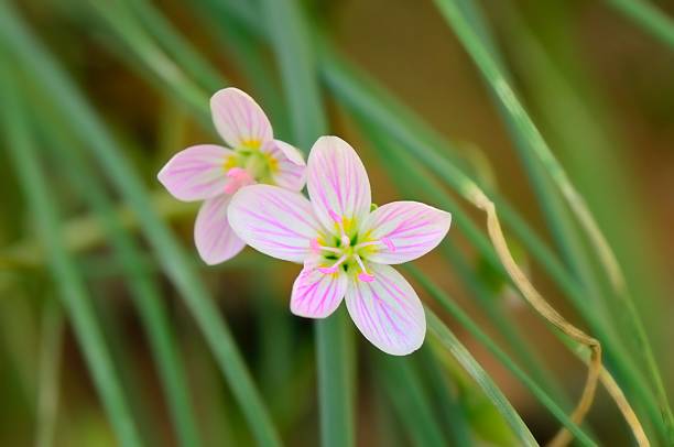 istock Star Of Bethlehem 185264421