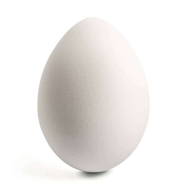 White Egg stock photo