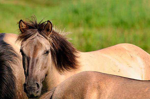 istock Group of Horses in a nature reserve 185264478