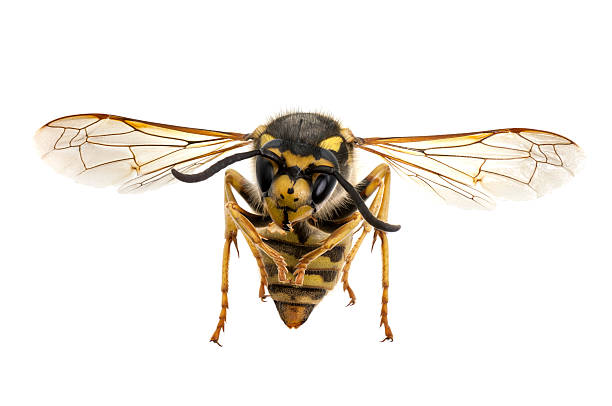 avispa en primer plano - bee macro insect close up fotografías e imágenes de stock
