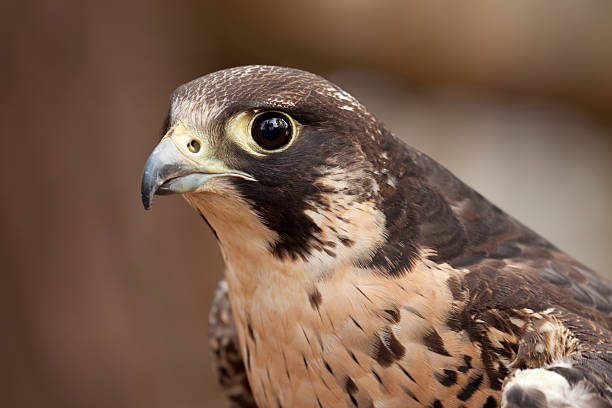 A Peregrine Falcon sits still feather still attached to beak after lunch.
