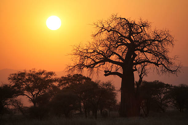 istock Silhouette of Baobab Tree at Sunset 185264801