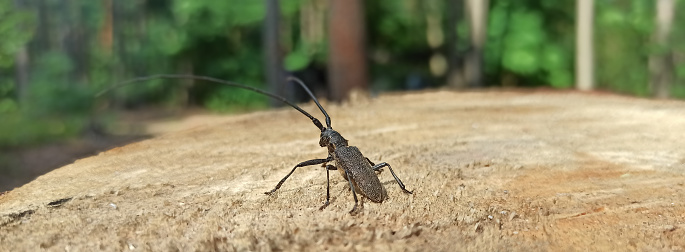 Longhorn beetle standing on wooden surface. Insect with long whiskers. Cerambycida. Black long-horned bug. longicorns insect. Beetle lumberman in forest. Beetle woodcutter living in the forest