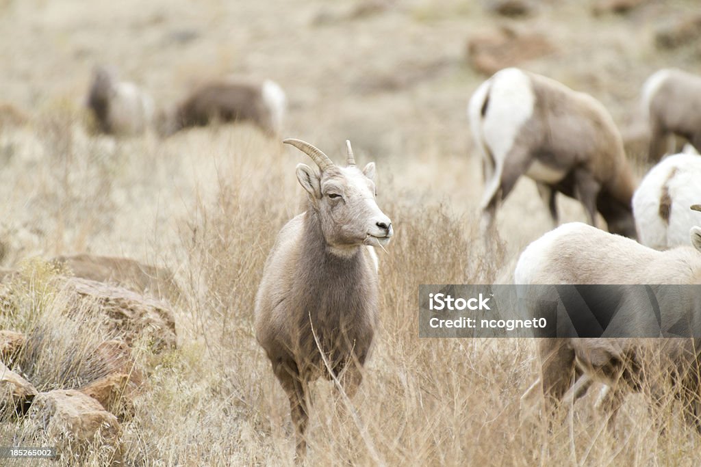雌羊オオツノヒツジ - アメリカ合衆国のロイヤリティフリーストックフォト