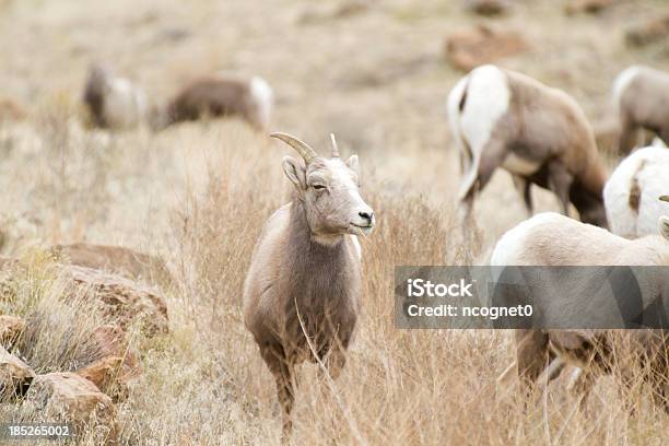 雌羊オオツノヒツジ - アメリカ合衆国のストックフォトや画像を多数ご用意 - アメリカ合衆国, アルバータ州, オオツノヒツジ