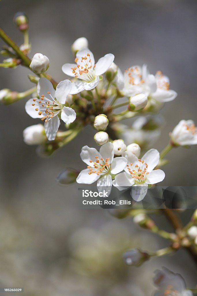 Hawthorn blossom - Lizenzfrei Weißdorn - Strauch Stock-Foto