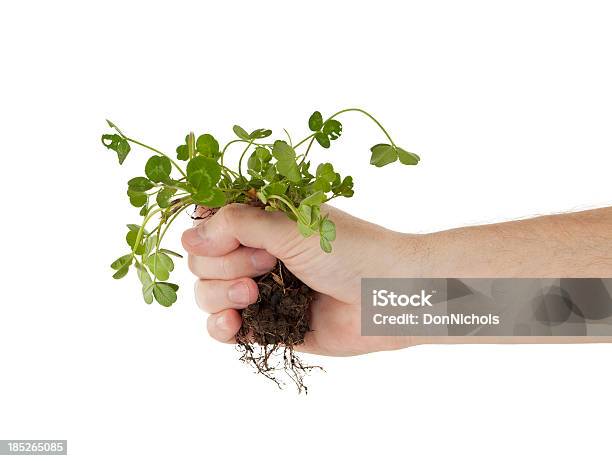 쥠 클로버 템즈 Roots 뿌리 채 뽑힌에 대한 스톡 사진 및 기타 이미지 - 뿌리 채 뽑힌, 식물, 흰색 배경