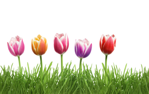 A render image of colorfue tulips in the green grass field