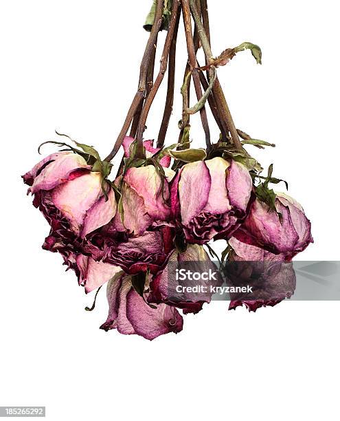 Photo libre de droit de Dead Roses Suspension Arrièreplan Blanc banque d'images et plus d'images libres de droit de Sec - Sec, Fleur - Flore, Rose - Fleur