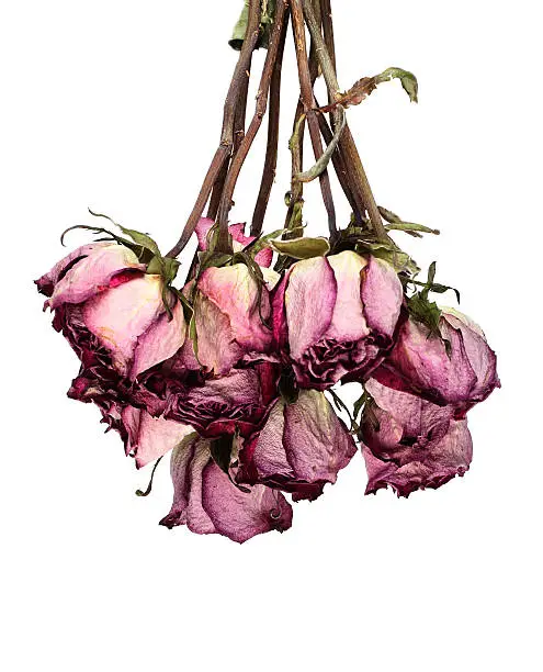Photo of Dead roses hanging white background